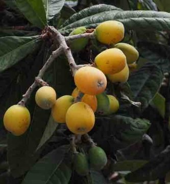 Nisperos