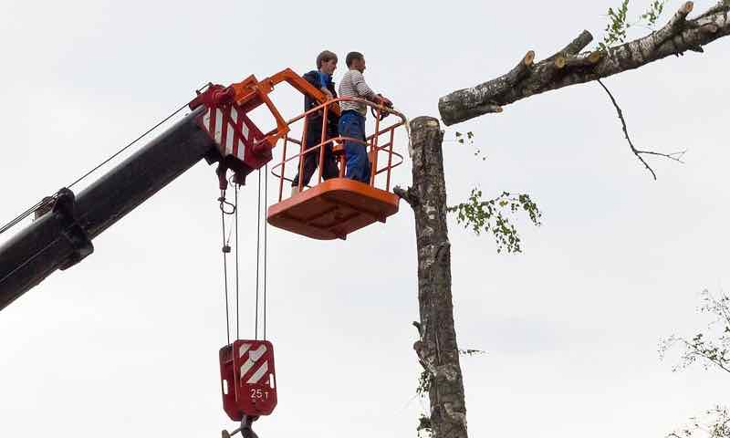 motosierras de poda, motosierra eléctrica usada, husqvarna t435 vs stihl 1931