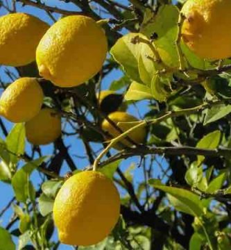podar un limonero